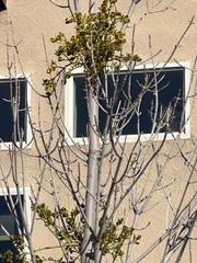 Phoradendron leucarpum