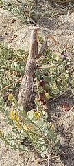 Coptopteryx gayi