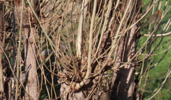 Curruca melanocephala