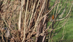 Curruca melanocephala