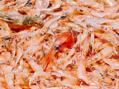 Metapenaeus monoceros