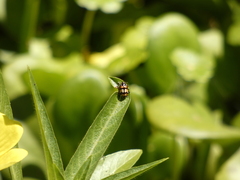 Eriopis chilensis