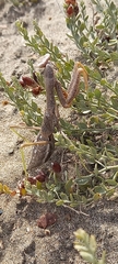 Coptopteryx gayi