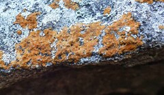 Caloplaca cinnabarina