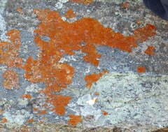 Caloplaca cinnabarina