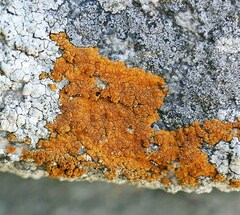 Caloplaca cinnabarina