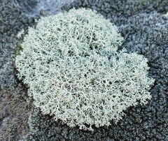 Cladonia dimorphoclada