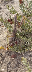 Coptopteryx gayi