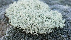 Cladonia dimorphoclada