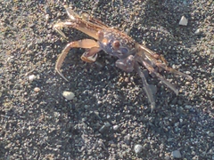 Decapoda