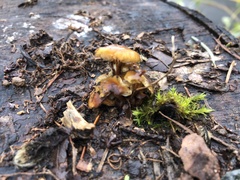 Flammulina velutipes