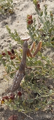 Coptopteryx gayi