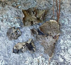 Lasallia pensylvanica