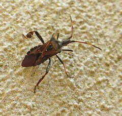 Leptoglossus corculus