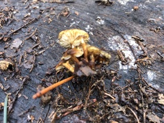 Flammulina velutipes