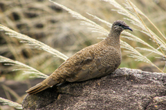 Petrophassa albipennis