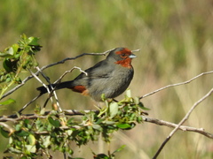 Poospiza baeri