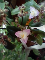Tradescantia cerinthoides