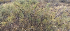 Prosopis denudans