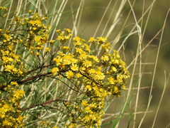 Senecio pampeanus