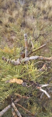 Prosopis denudans
