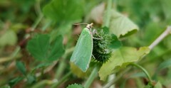 Tortrix viridana