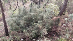 Hakea decurrens