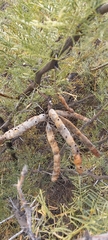 Prosopis denudans