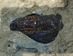 Philinopsis speciosa