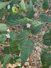 Melochia nodiflora