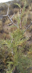 Prosopis denudans