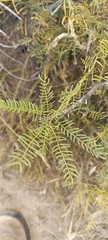 Prosopis denudans