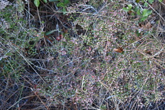 Vaccinium myrsinites