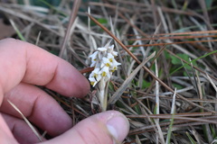 Zeuxine strateumatica