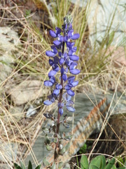 Lupinus montanus