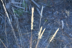 Aristida spiciformis