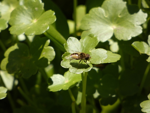 Palpada elegans