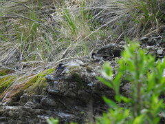 Pygochelidon cyanoleuca