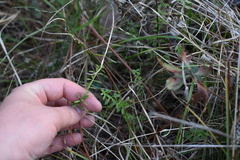 Galium bermudense