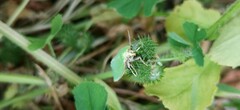 Tortrix viridana