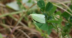 Tortrix viridana