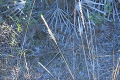 Aristida spiciformis