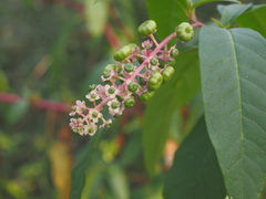 Phytolacca americana