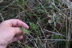 Galium bermudense