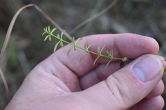 Galium bermudense