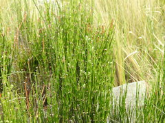 Ephedra americana