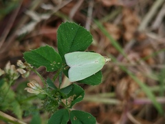 Tortrix viridana