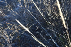 Aristida spiciformis