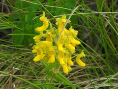 Calceolaria teucrioides
