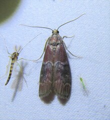 Euzophera ostricolorella